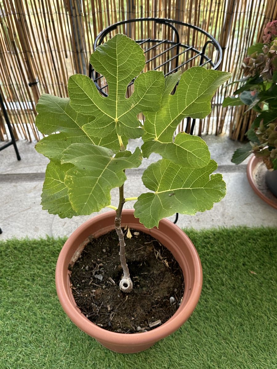 Plantes & graines: Feige winterhart top  – D'occasion à Bern par Ruhrallee