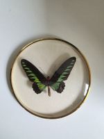 Schmetterling Troides brook Malaysia Glasrahmen gerahmt