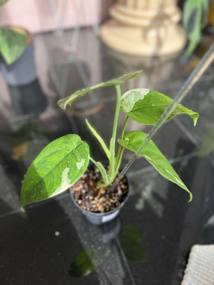 Piante & sementi: Syngonium Chiapense Variegata  – Nuovo (secondo la descrizione) da Buchrain venduto da Stetoscop 1