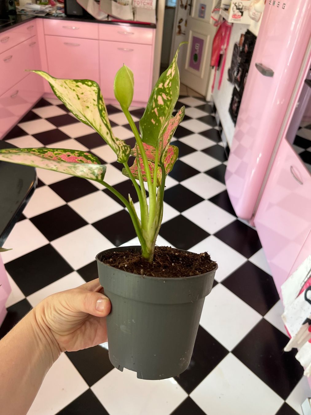 Piante & sementi: Aglaonema plante d’intérieur – Usato da Porrentruy venduto da Madamebovary 3