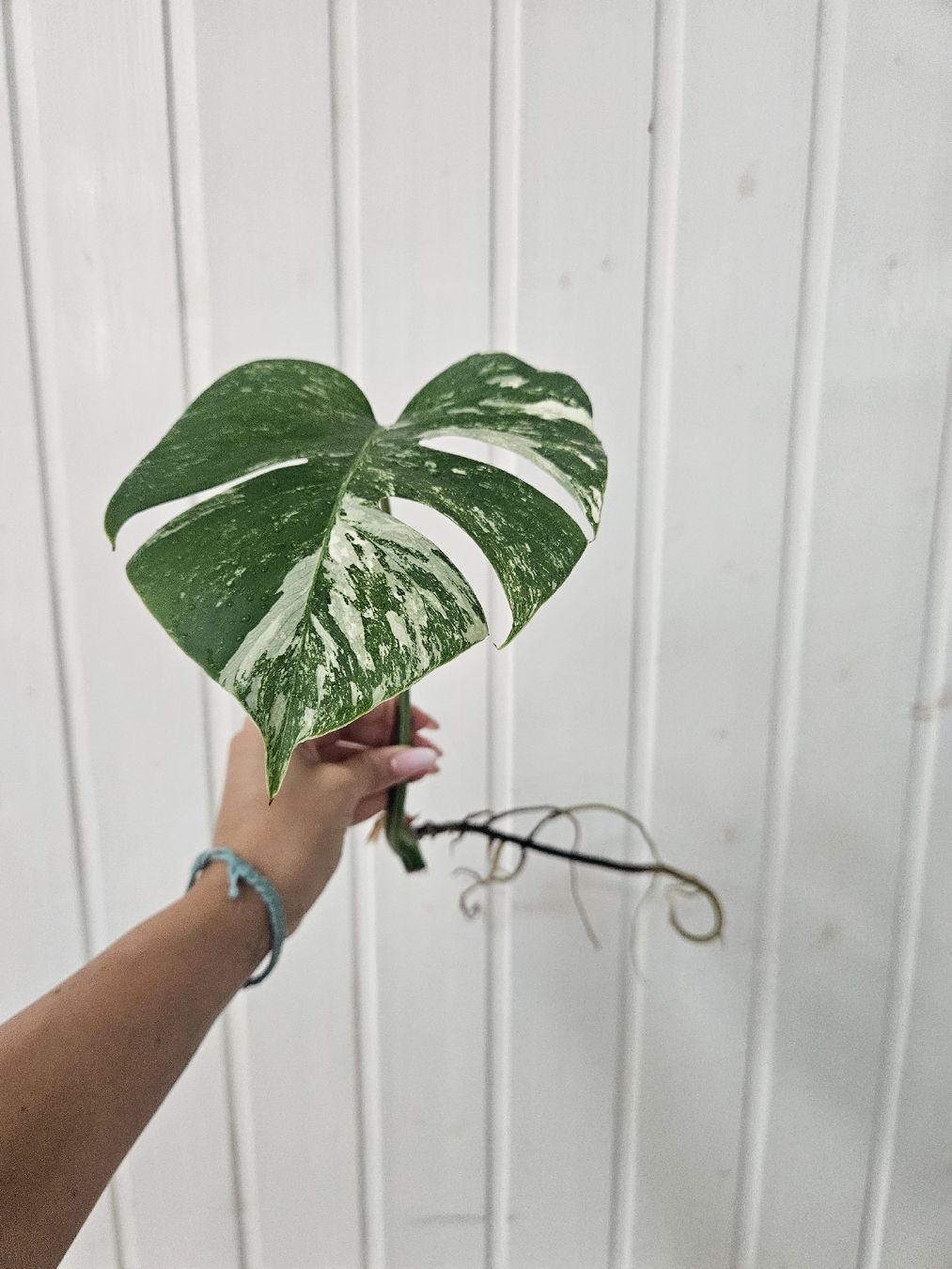 Piante & sementi: Monstera Albo Variegata talea con radici sane – Nuovo (secondo la descrizione) da Morbio Superiore venduto da kho_zdz8 1