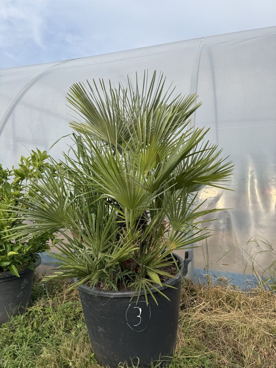 Piante & sementi: Palme Chamaerops Humilis - robuste Palme – Usato da Kleindöttingen venduto da rennhard67