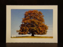 MIGROS MANIA Nature Detectives Nr. 24