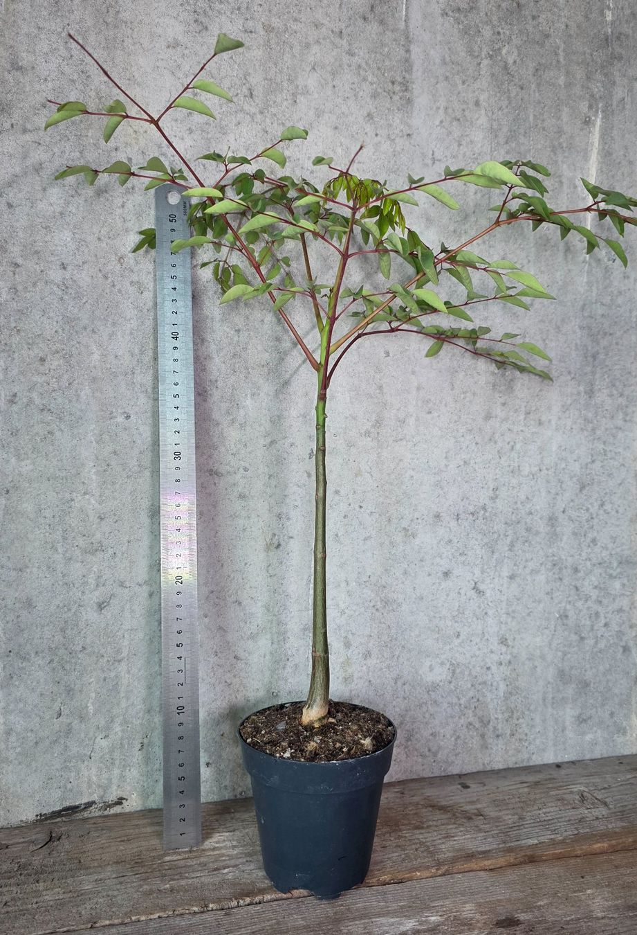 Plantes & graines: Moringa Hidebrantii – D'occasion à St.Erhard par Plumilandschweiz 2