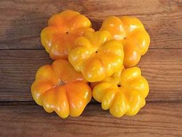 50 Samen Paprika  TOPEPO GIALLO süss