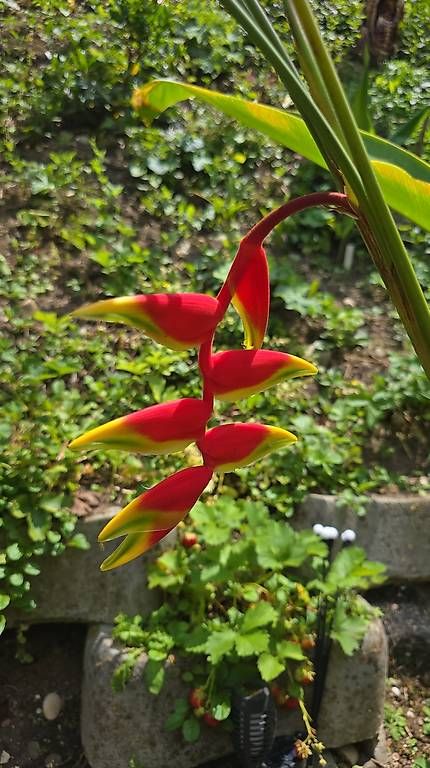 Plantes & graines: Heliconia rostrata  – D'occasion à Schaffhausen par zsolti31 2