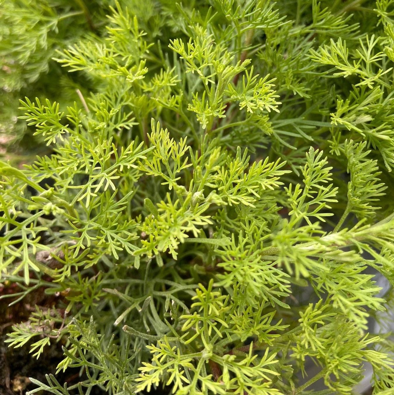 Piante & sementi: Plante 'Coca-Cola' Délicieux – Usato da Bremblens venduto da FIBONACCI369 1