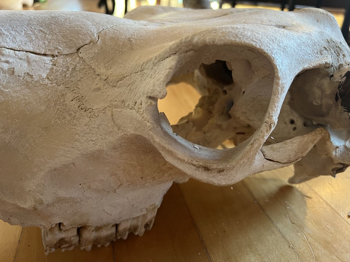Il mondo degli animali: Schädel Kuh – Difettoso da Thun venduto da Lara1976 2