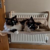 Für große Katzen. Katzenhängematte XXL. Selbst gemacht