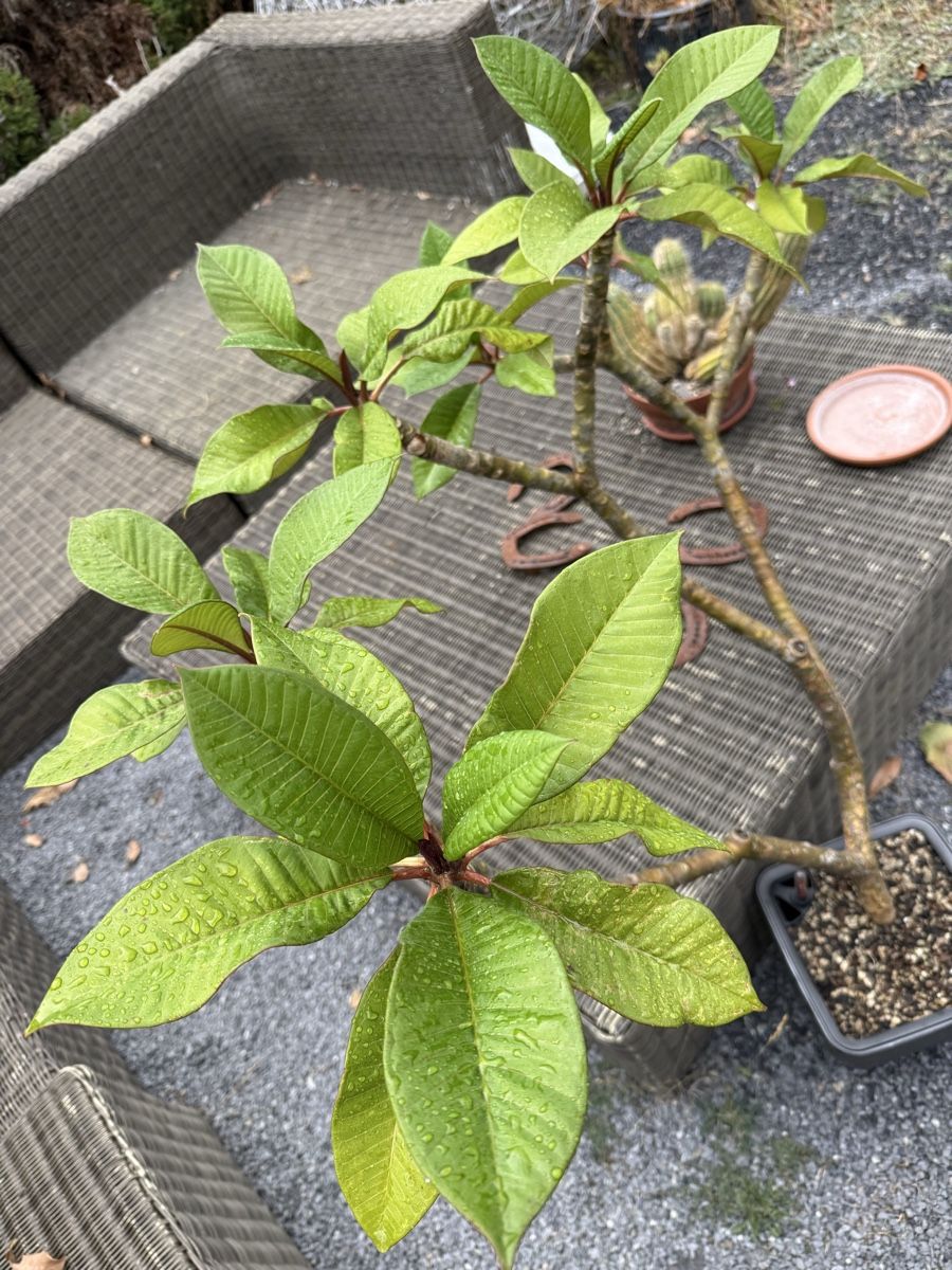 Pflanzen & Samen: Plumeria Frangipani – Gebraucht aus Niederlenz von homovenator77 2