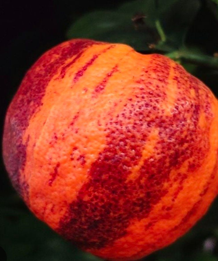 Piante & sementi: Orange baum  arcobal mit Früchten und Blüten – Usato da Unterlunkhofen venduto da tomnova 6