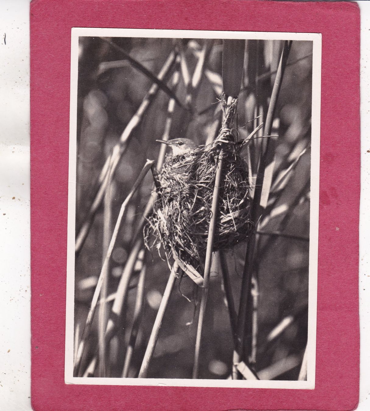 Cartes postales: Vogel Teichrohrsänger 1934 – D'occasion à Herisau par Lisegrat2008