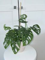 Monstera 'Monkey Leaf Monstera adansonii & ceramic pot 50 cm