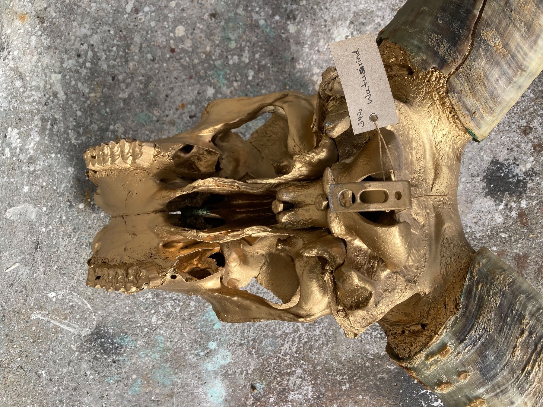 Il mondo degli animali: Watussirind Trophäe – Usato da Grosswangen venduto da arum01 6