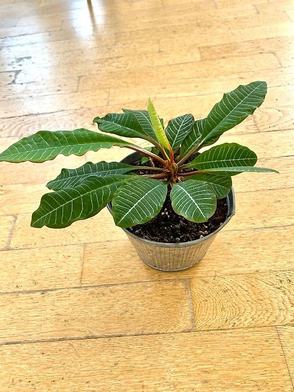 Piante & sementi: Pianta Exotica – Nuovo e nell'imballaggio originale da Lugano venduto da dir_5287 2
