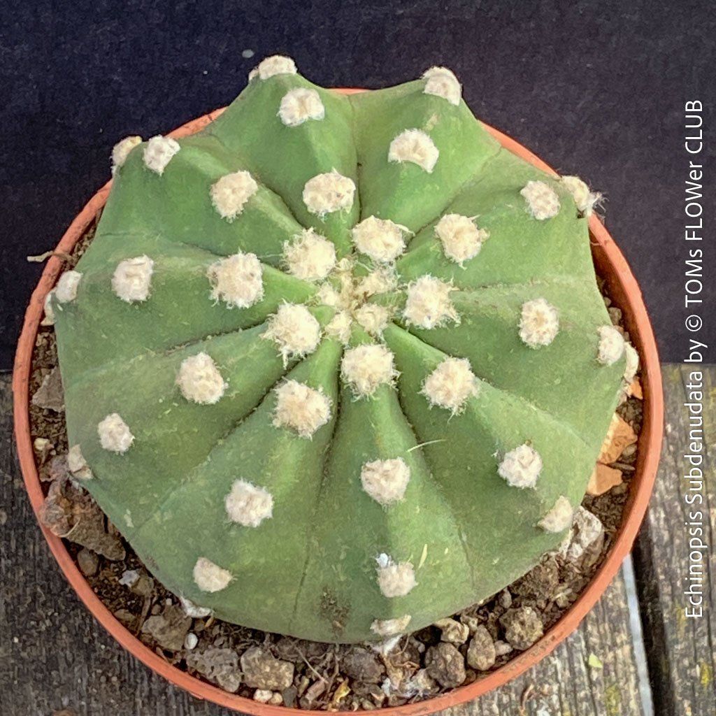 Pflanzen & Samen: Echinopsis Subdenudata - Dein "Domino" Kaktus – Neu und originalverpackt aus Adliswil von astom369 4