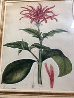 Kupferstich Goldmelisse handkoloriert, um 1800, gerahmt