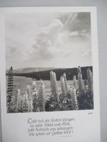 ALTE ANSICHTSKARTE VON 1955