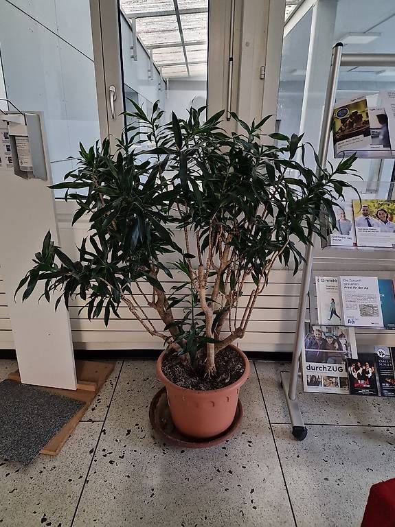 Piante & sementi: Dracaena – Usato da Zug venduto da Jrene..2409