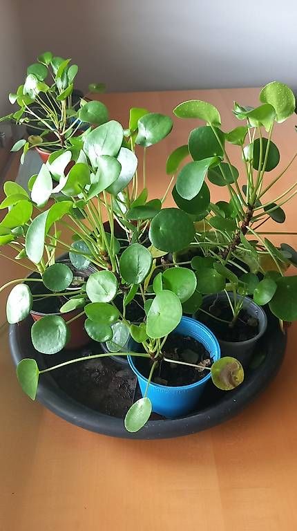 Piante & sementi: Pilea, die herrliche Zimmerpflanze – Nuovo (secondo la descrizione) da Escholzmatt venduto da Widar 2