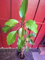Pflanze Solandra maxima