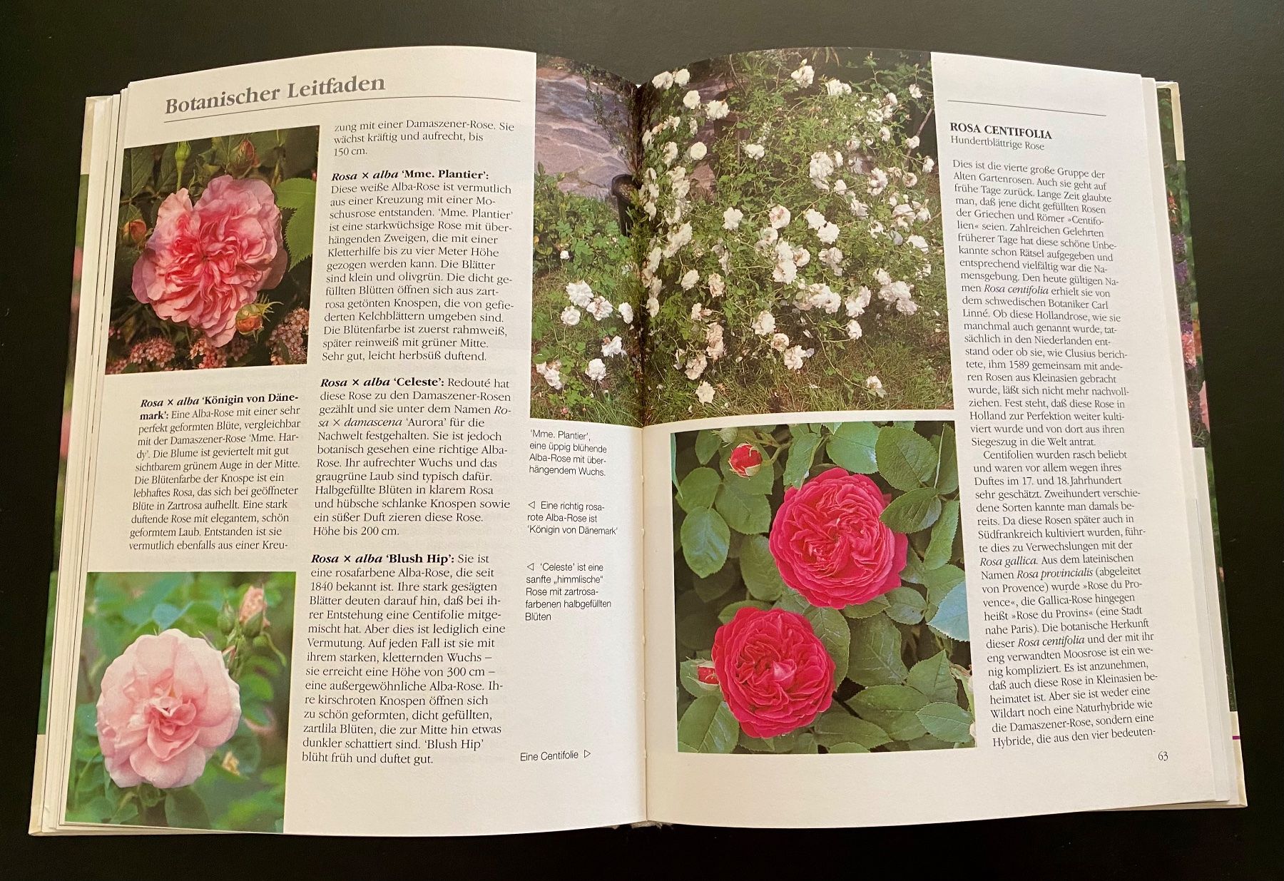 Livres: Vom Zauber der Alten Rosen – D'occasion à Nussbaumen AG par schuba2000 5