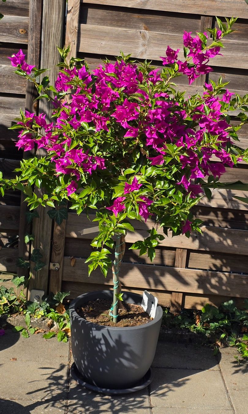 Piante & sementi: Wunderschöne Bougainvillea – Nuovo (secondo la descrizione) da Aarburg venduto da popkorn65 6