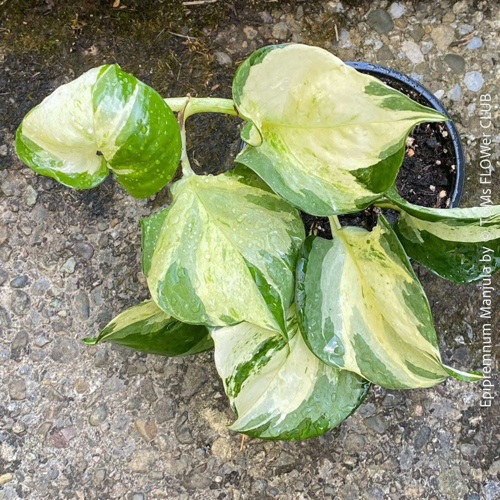 Piante & sementi: Epipremnum Manjula - sie wird Dich verzaubern... 100% Bio – Nuovo e nell'imballaggio originale da Adliswil venduto da astom369 5