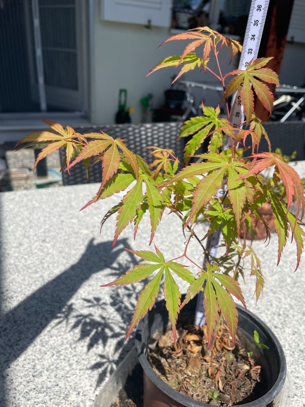 Piante & sementi: Acer Palmatum - Fächer-Ahorn – Nuovo (secondo la descrizione) da Buchs AG venduto da fischli610 8