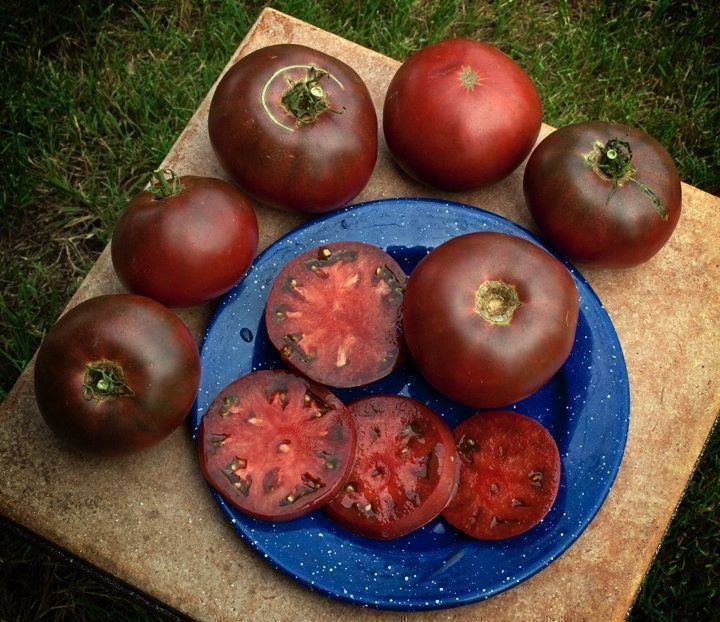 Pflanzen & Samen: 50 Samen Schwarze Tomate CARBON – Neu (gemäss Beschreibung) aus Ehrendingen von VerveinaSamen 6