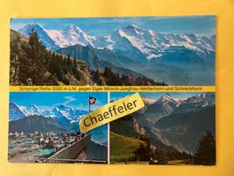 Schynige Platte gegen Eiger-Mönch-Jungfrau-Wetterhorn und