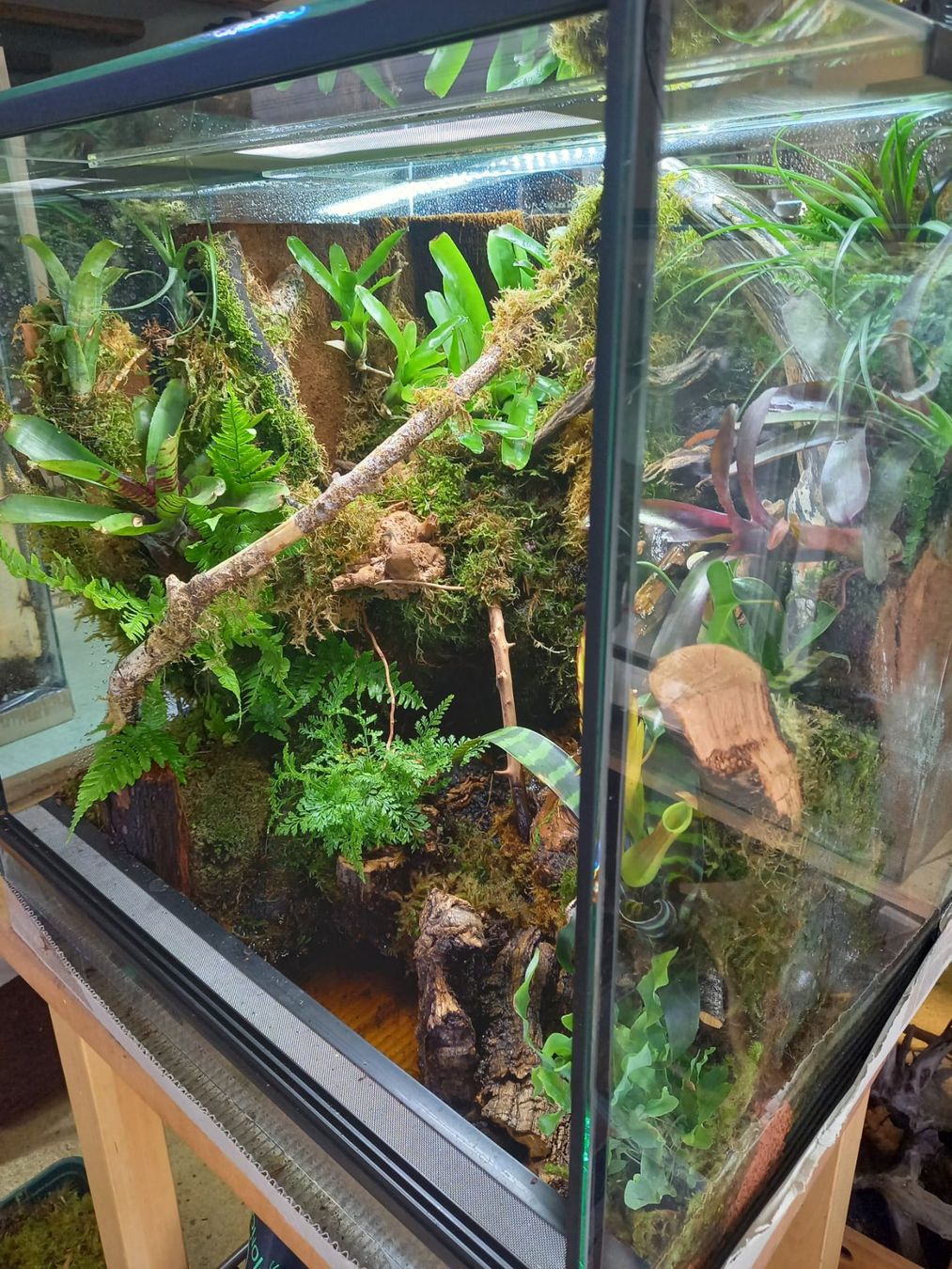 Terrario: Terrarium 60x50x60 Regenwald - NEU – Nuovo (secondo la descrizione) da Kleinlützel venduto da aller-l-ei 5