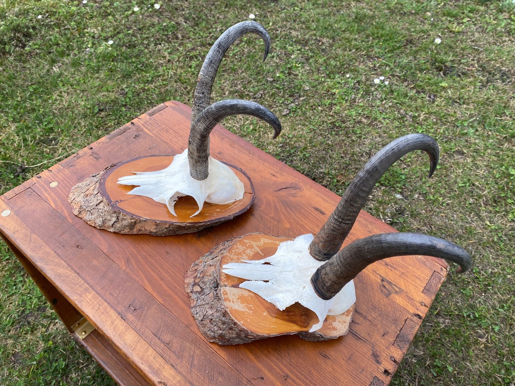 Il mondo degli animali: 2 schöne kapitale Gams Trophäen – Usato da Feldbach venduto da Olive1 3