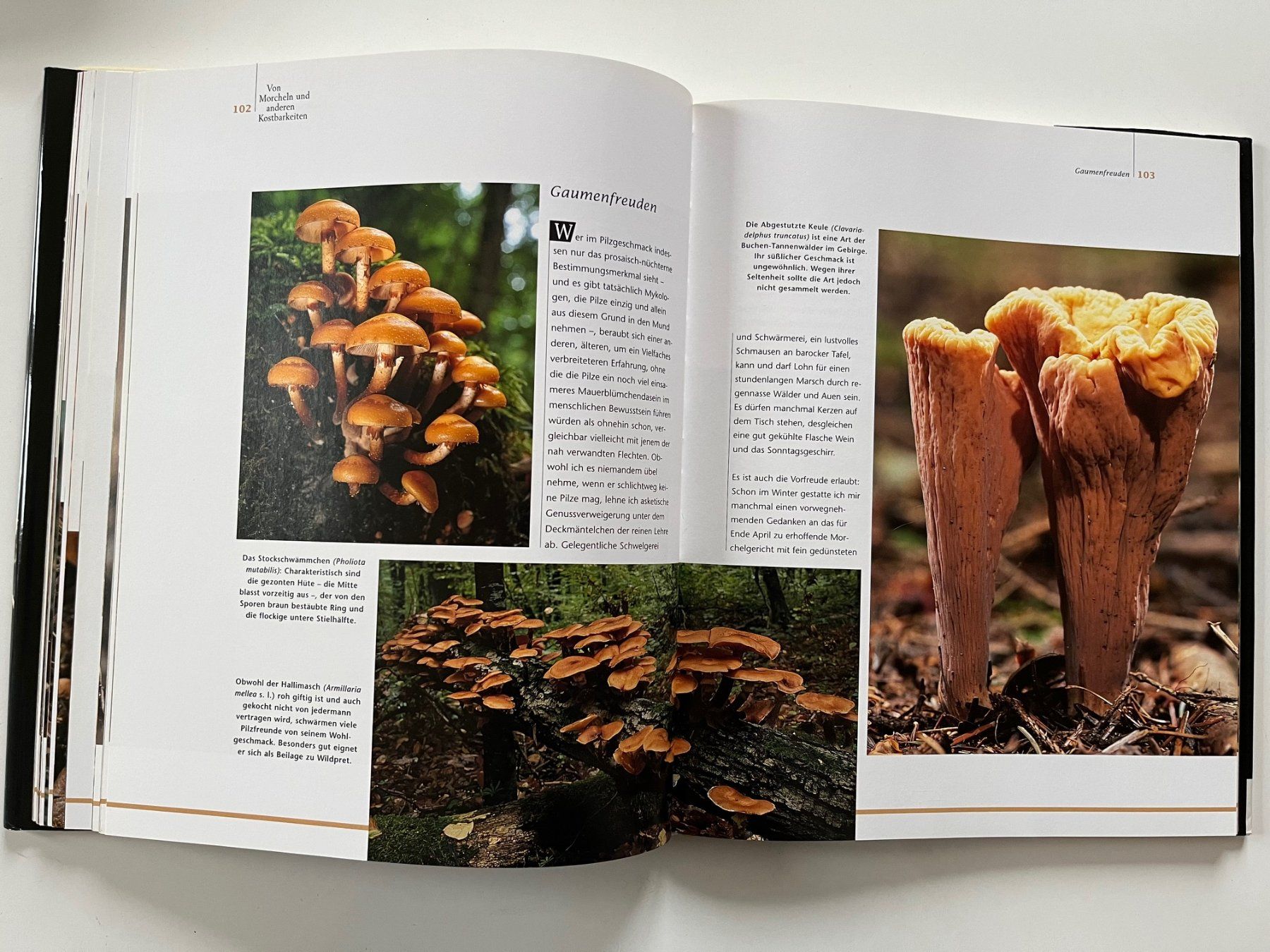 Bücher: Faszination Pilze von Labhardt / Lohmeyer – Gebraucht aus Laufen von Nuria44 5