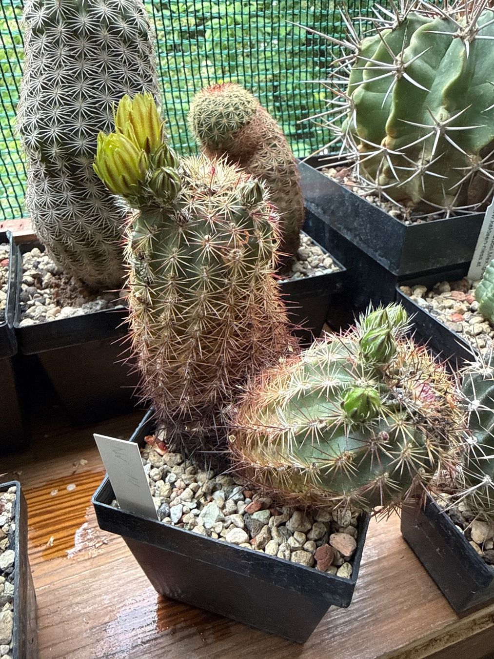 Piante & sementi: Echinocereus viridiflorus Hybrid – Usato da Rorbas venduto da SimS0n 1