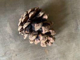 Kleine Zapfen Kiefernzapfen Tannzapfen 25 Stück/500 Gramm