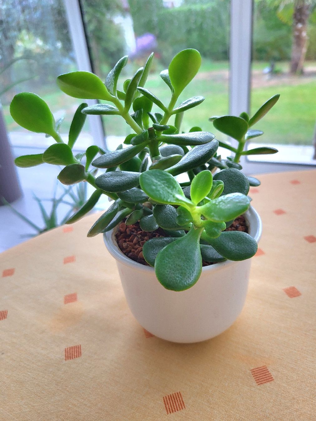 Plantes & graines: Geldbaum Crassula mit Topf – Neuf avec emballage d'origine à Erlen par majlin58 1