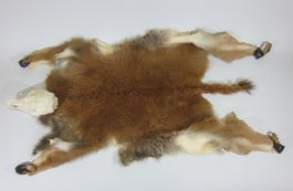 Zeremonielles Bisonfell mit original Schädel (Black Hills)