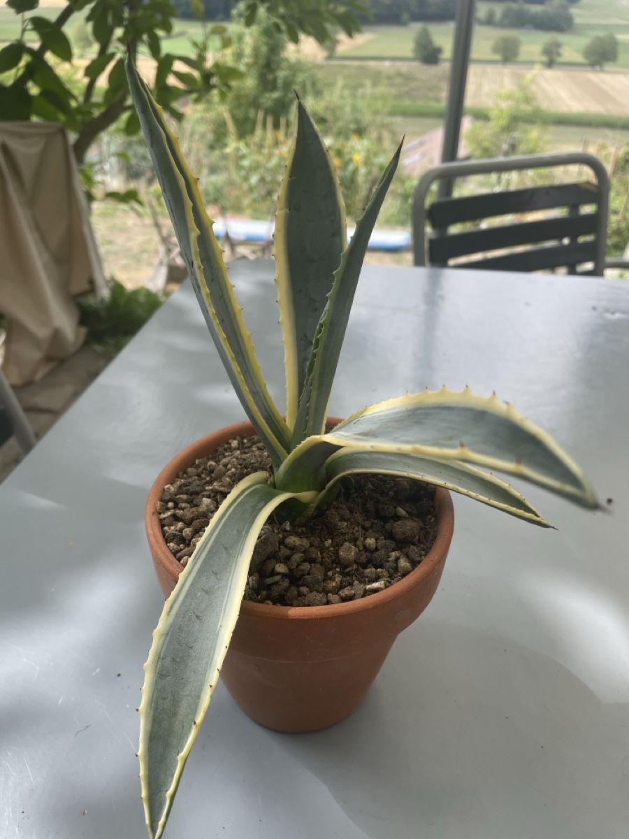 Plantes & graines: Agave Americana – D'occasion à Ersigen par daniel0236