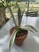 Agave Americana
