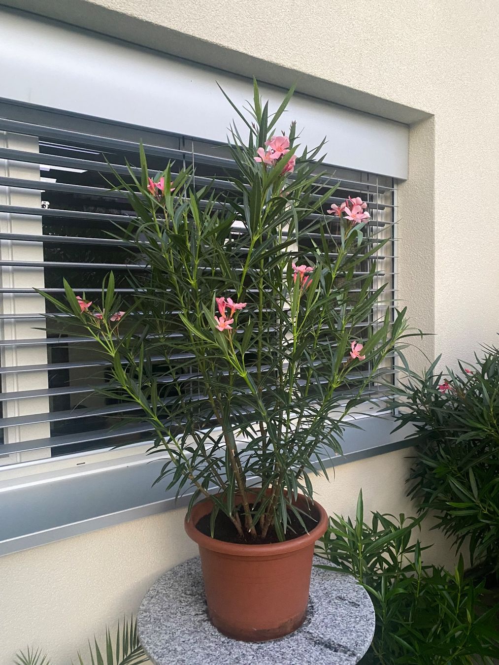 Pflanzen & Samen: Oleander hellrosa/lachs,  Höhe 135 cm – Neu (gemäss Beschreibung) aus Alchenflüh von smart- 2