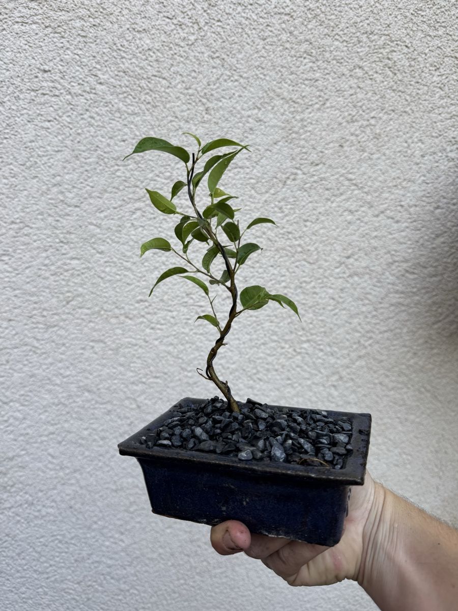 Piante & sementi: Kleiner Ficus Bonsai – Usato da Rümlang venduto da Gruseh.ch 4