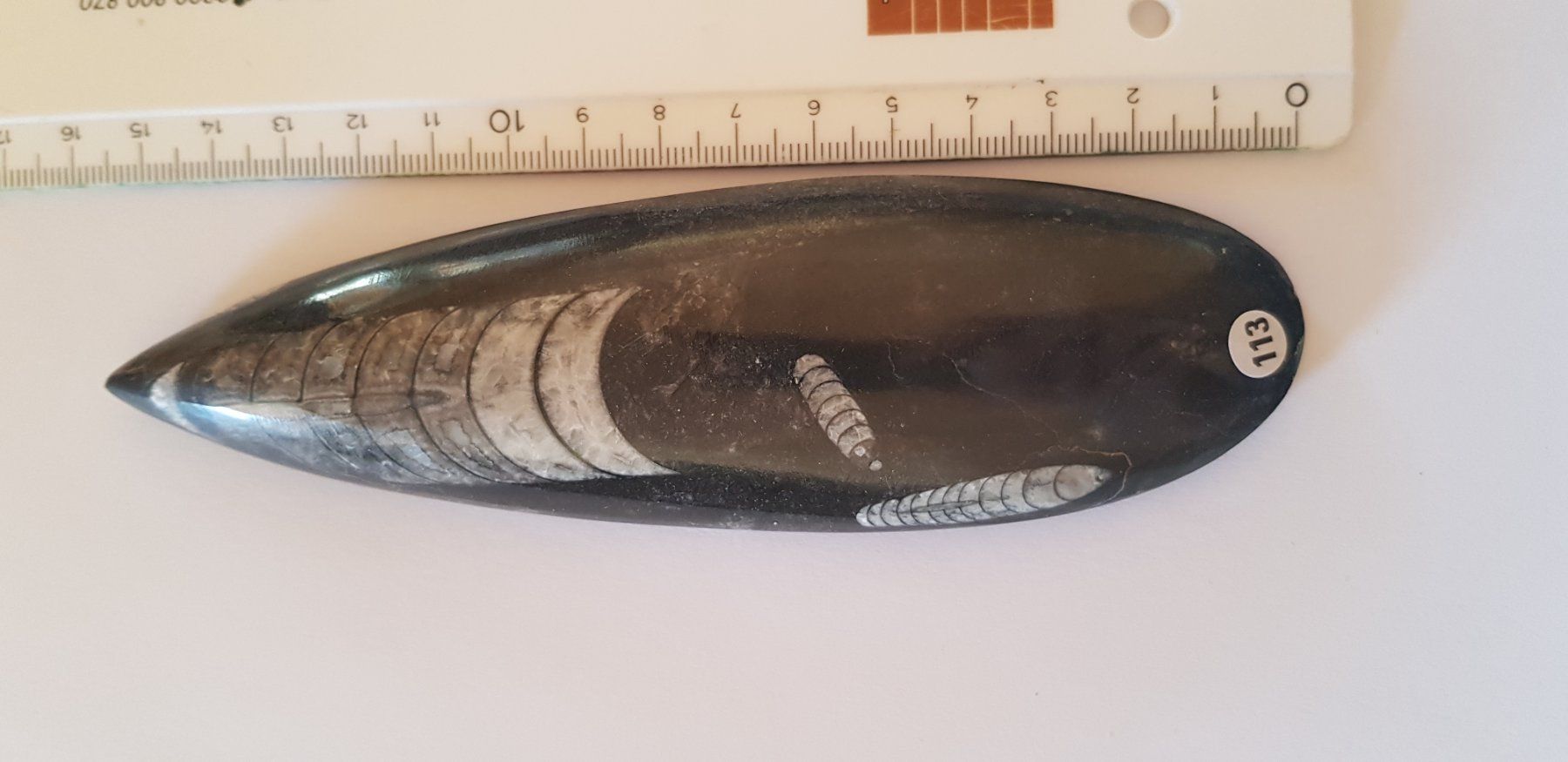 Fossili: Orthoceras  Nr 113 – Nuovo (secondo la descrizione) da Schwanden-Brienz venduto da Testudo06