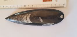 Orthoceras  Nr 113