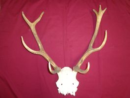 Hirsch, Geweih, Trophäe, Horn, Dekoration Abwurfstangen Hund