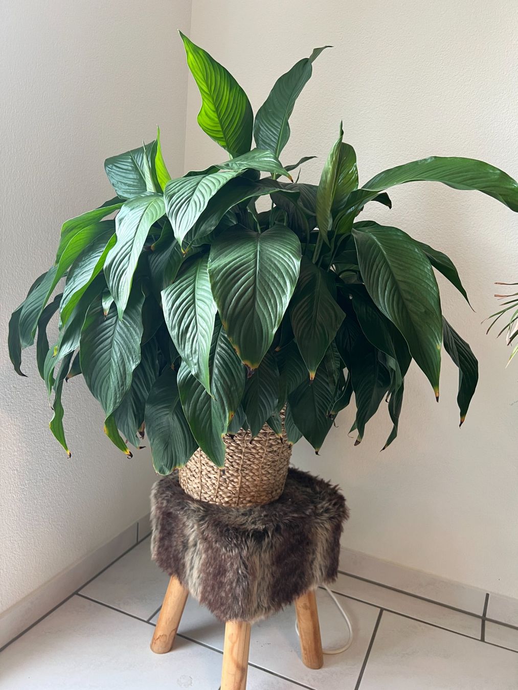 Piante & sementi: Grosse Friedenslilie – Usato da Volketswil venduto da SecondHanderia