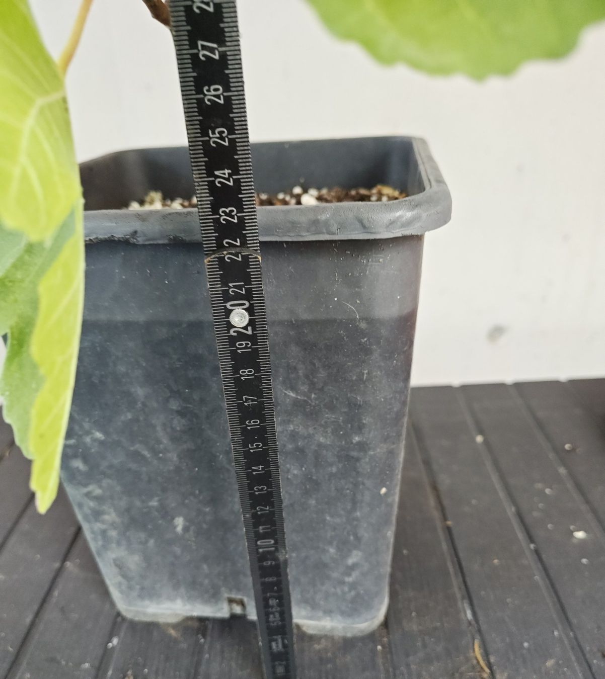 Plantes & graines: Schwarze Feigenbaum im Topf junge Pflanze – D'occasion à Uerkheim par Justi.y 5
