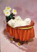 KATZEN im Kinderwagen