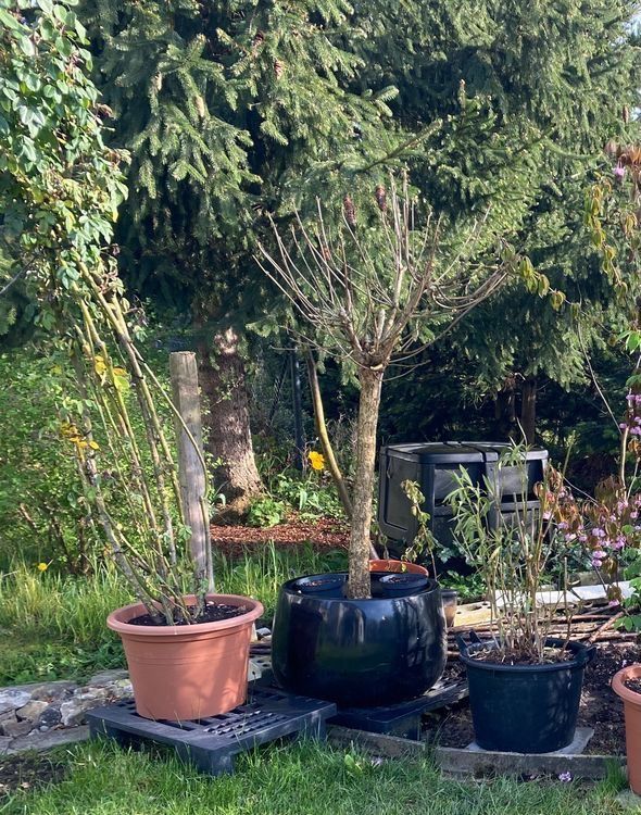 Pflanzen & Samen: Trompetenbaum Pflanzen Blumen Gartenbäume Baum – Gebraucht aus Dottikon von 6571 5