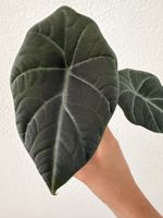 Alocasia Maharani im SB-Topf